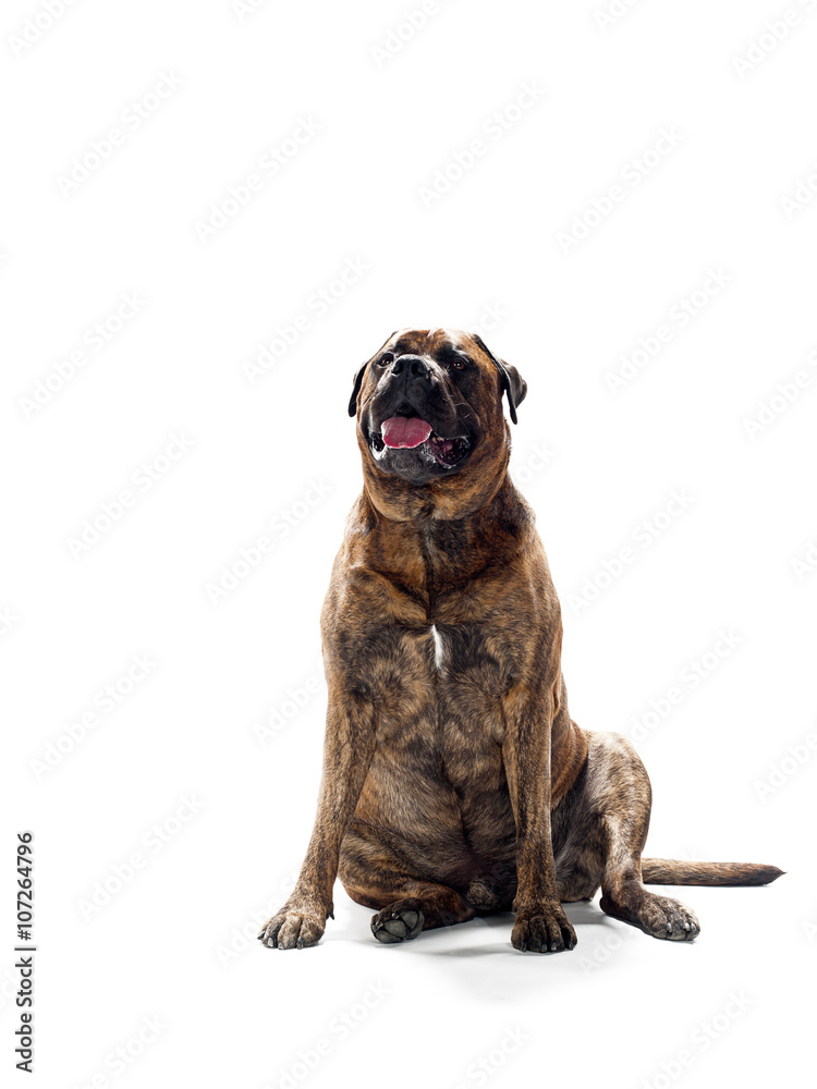 Obraz premium attentative dog