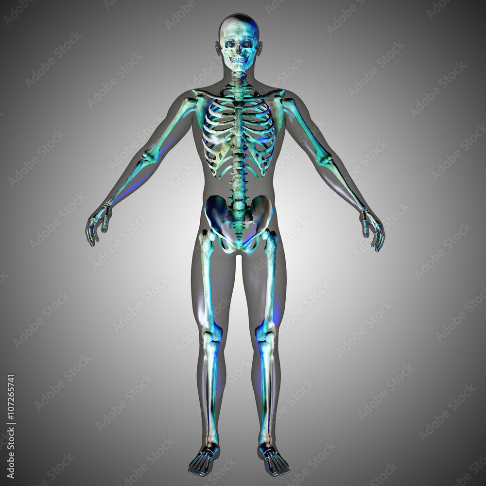 3d medical male skeleton
