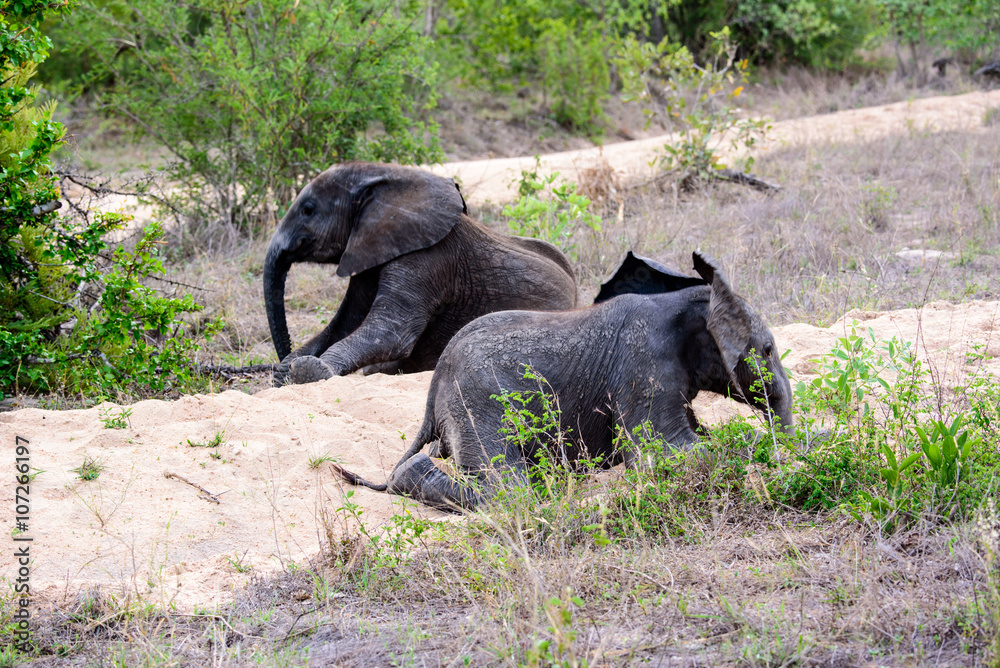 Fototapeta premium Two resting African elephant calves
