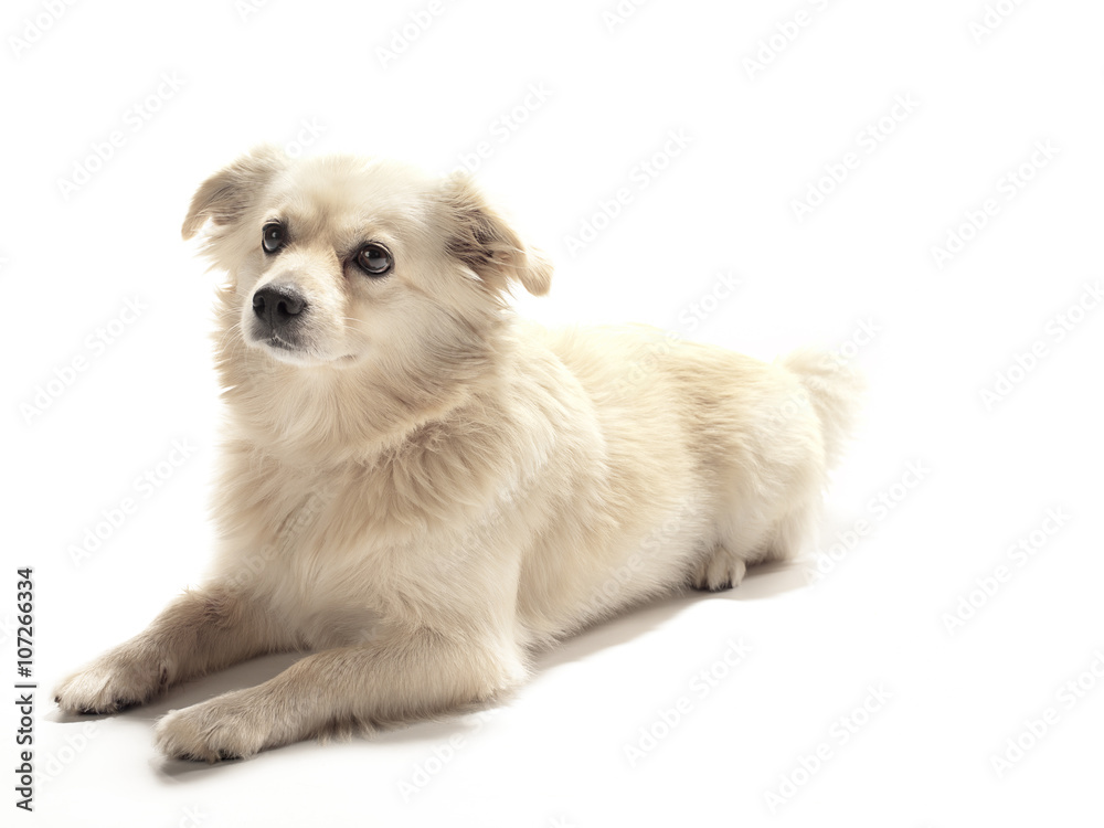 american eskimo