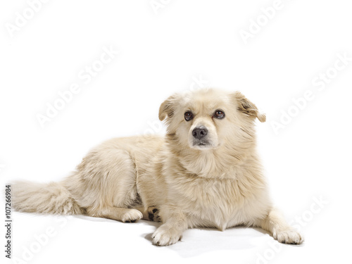 dog on white