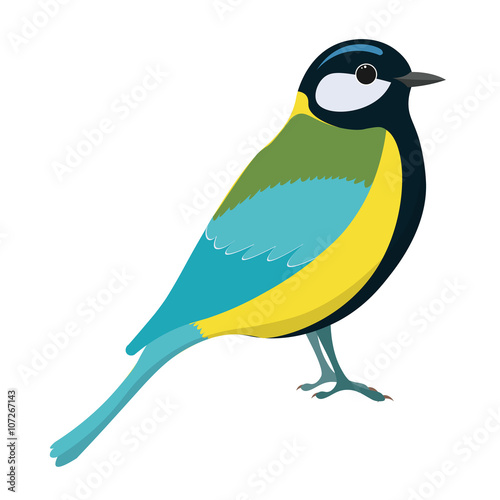 Tomtit bird vector illustration. Titmouse.