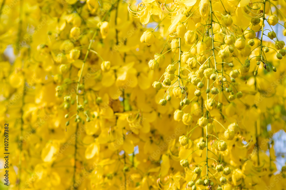 The yellow flowers