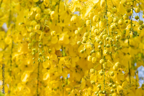 Obraz na płótnie The yellow flowers w salonie