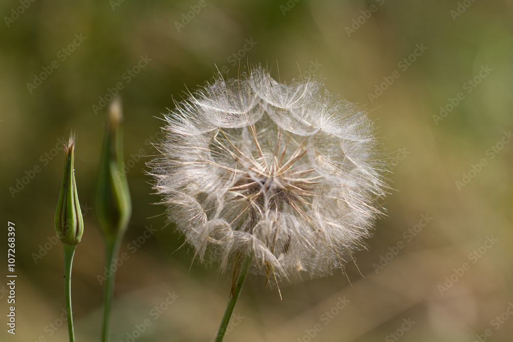 Abstract dandelion flower background, extreme closeup. Big dandelion on natural background. Art photography Abstract dandelion flower background, extreme closeup. Big dandelion on natural background. Art photography