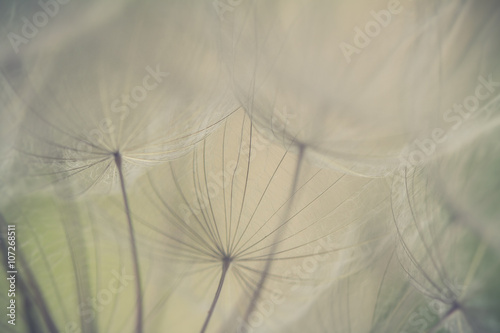 Abstract dandelion flower background, extreme closeup. Big dandelion on natural background. Art photography 