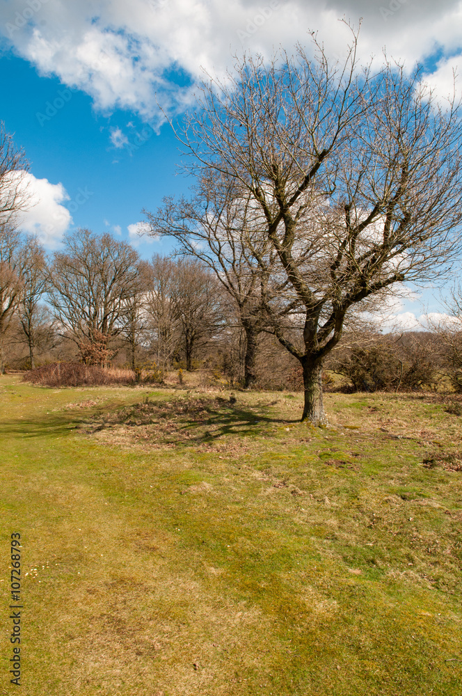 Countryside scenery