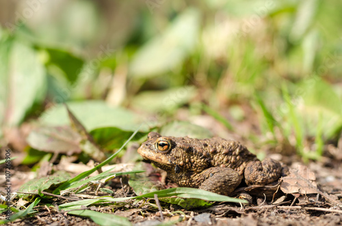 Toad in forest