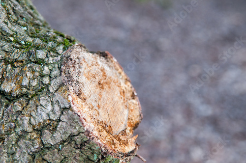 Wood texture © tommoh29