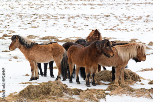 Fototapeta Naklejka Na Ścianę i Meble -  Icelandic horses bask against each other at winter, Iceland