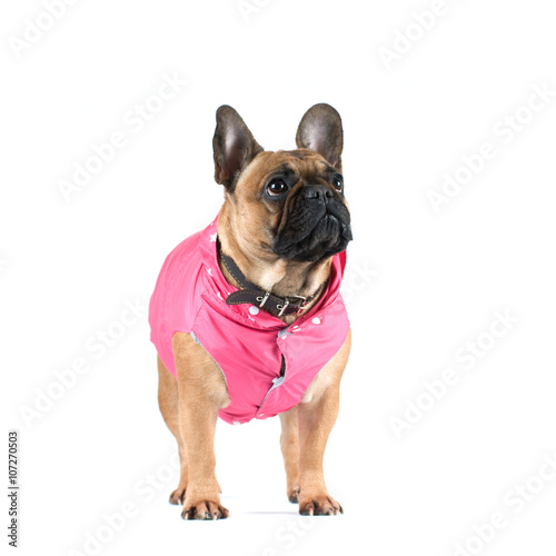 French bulldog portrait