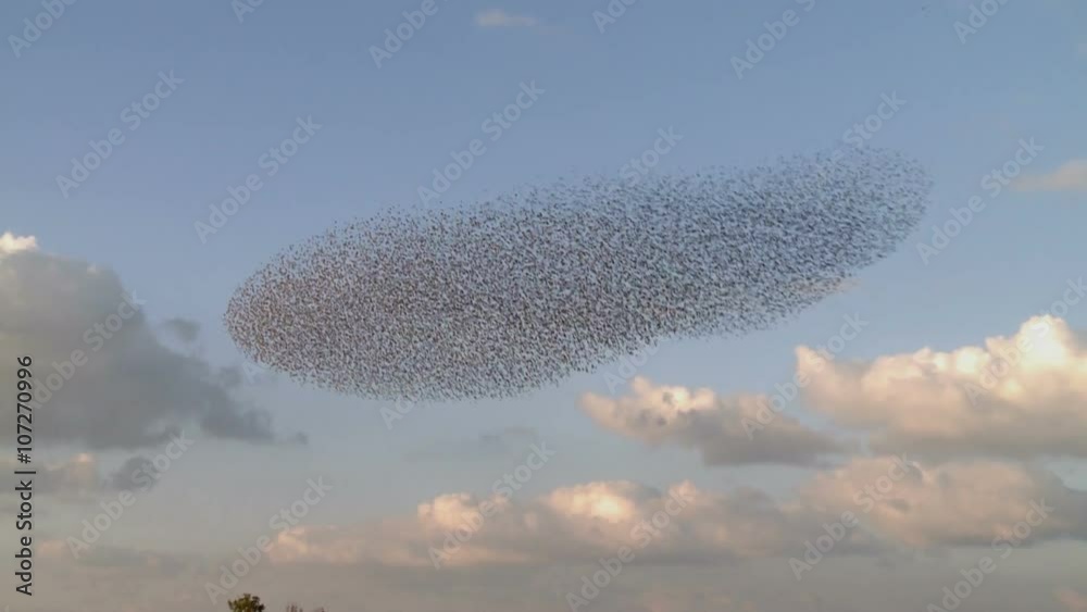 Starling. A flock of starlings flying against the sunset over a field , change the form. Tripod. Amazing shot 1