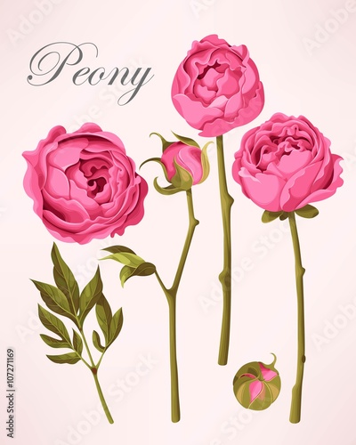 Set of vintage peonies