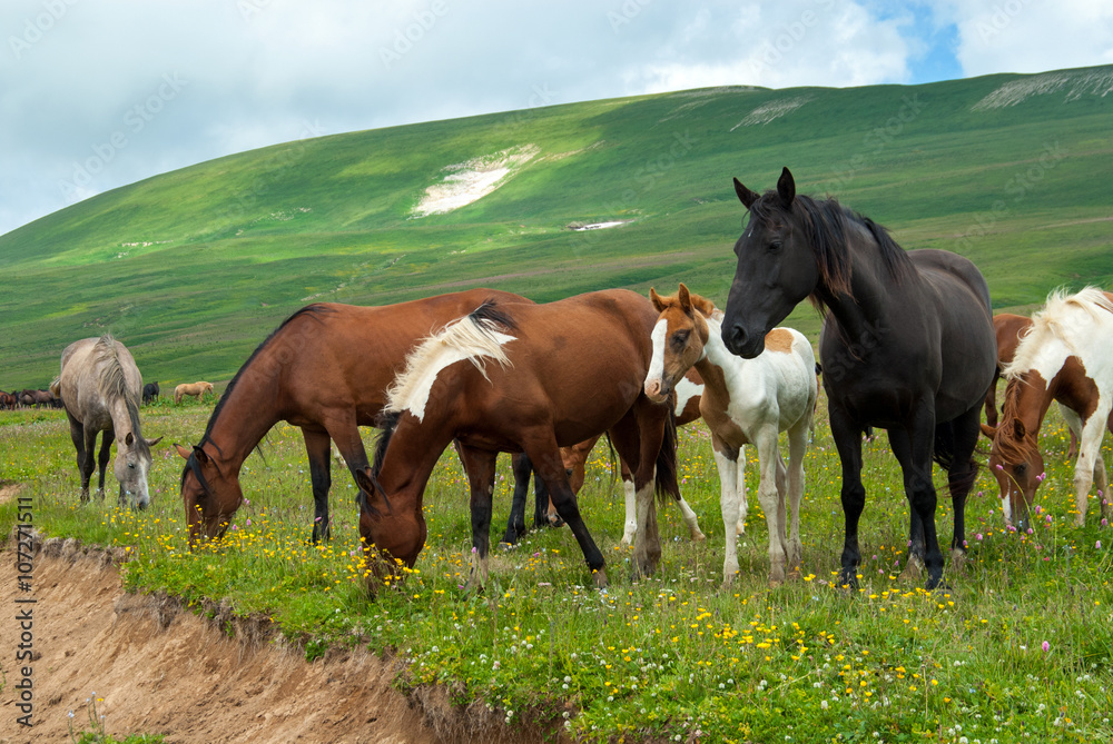 Grazing horses on the meadow with wild flowers, Caucasus