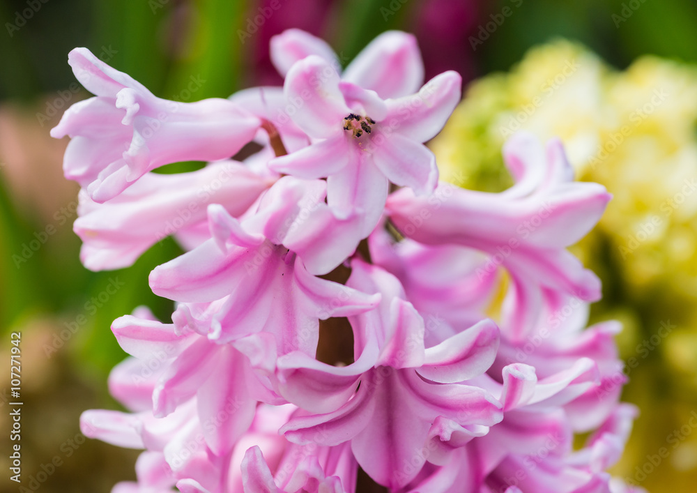 Lilac Hyacinth