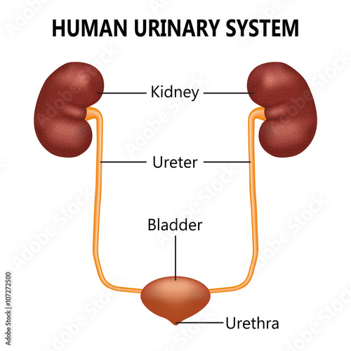Urinary system illustration