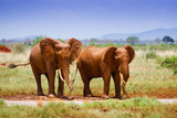  Red Elephants on african savannah