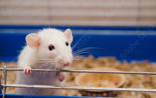 Funny white rat in a cage (selective focus on the rat eyes)