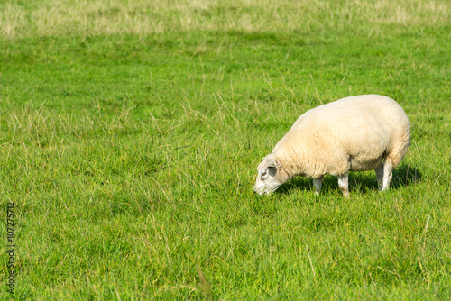 sheep eats green grass at farm