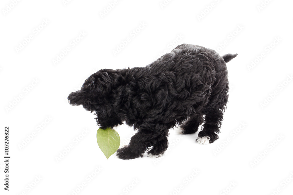 black puppy playing a leaf