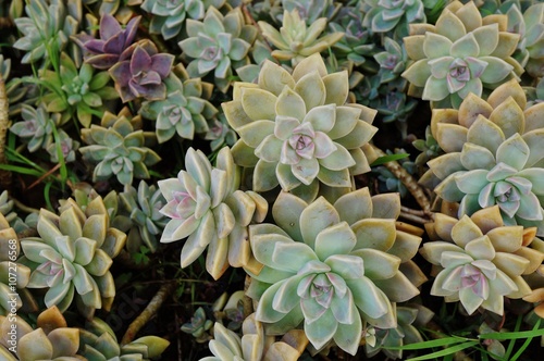Green rosettes of a crassulaceae succulent plant © eqroy