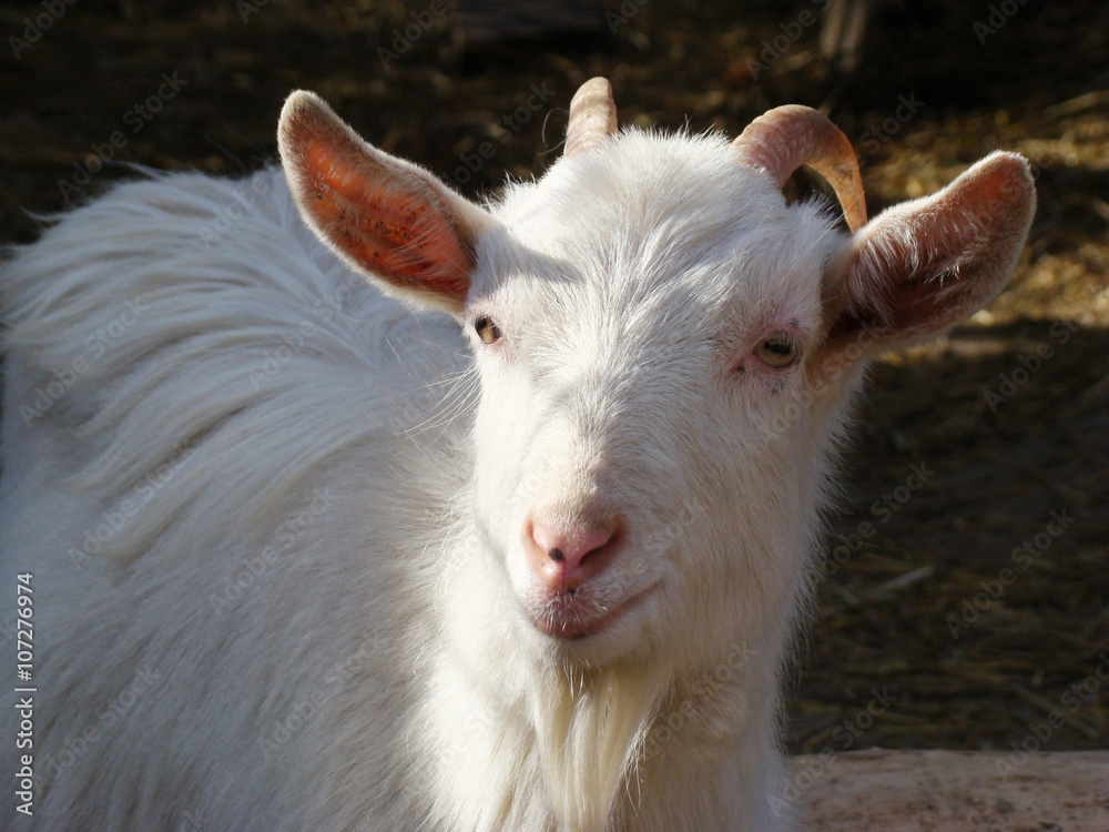 goat, goat is one of the first domesticated animals goat, goat is one of the first domesticated animals
