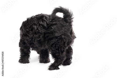 rear view of a black dog.