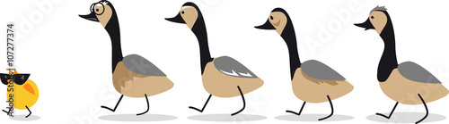 Little self-confident gosling leading a group of old geese, EPS 8 vector illustration, no transparencies
