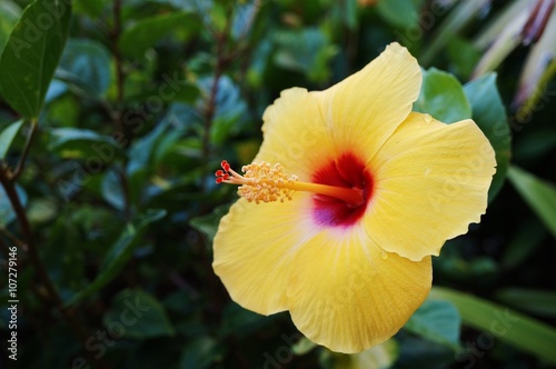 Canvas Print Yellow hibiscus flower with long red and yellow stamen