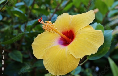 Yellow hibiscus flower with long red and yellow stamen © eqroy