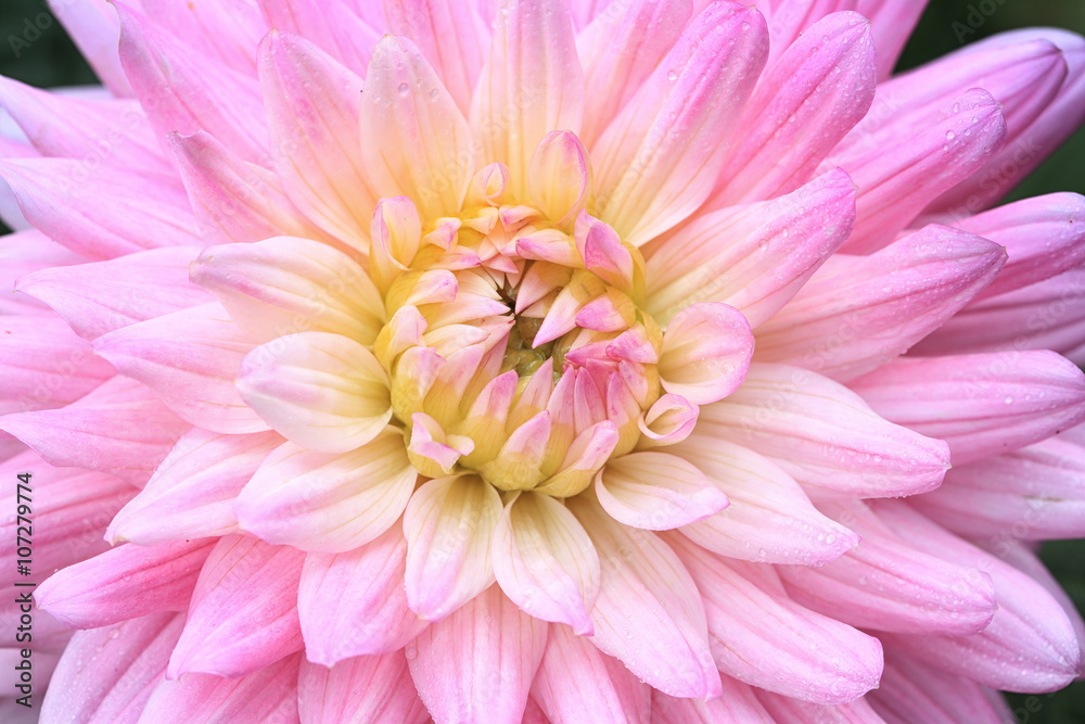 flower and beautiful petals with water drops flower and beautiful petals with water drops