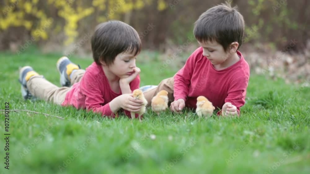 Two cute preschool boys, caressing little baby chick in the park, springtime Two cute preschool boys, caressing little baby chick in the park, springtime