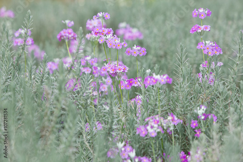 Purple primrose © Wichit S