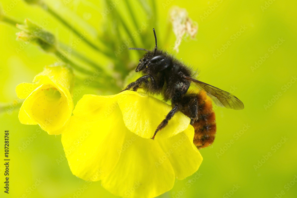 Naklejka premium Bee on shamrock flower