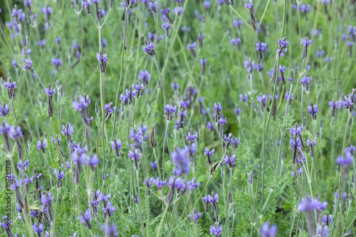Violet and purple lavenders in lavender field