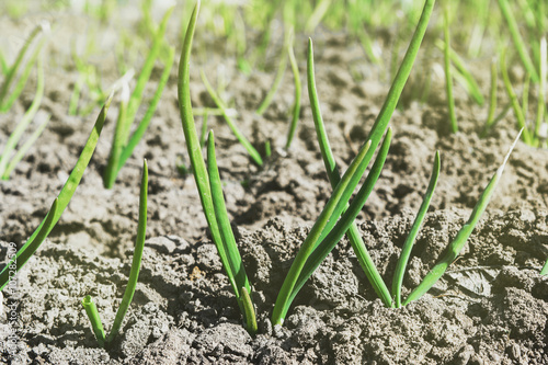 the first shoots of onions in the ground