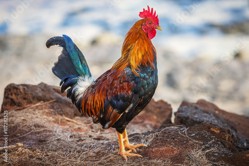 Fotografie, Obraz Brightly colored feral rooster