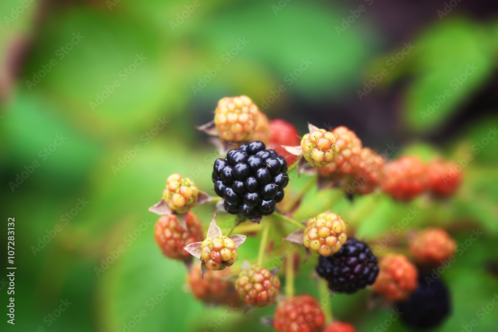 blackberries in the summer garden background selective focus
