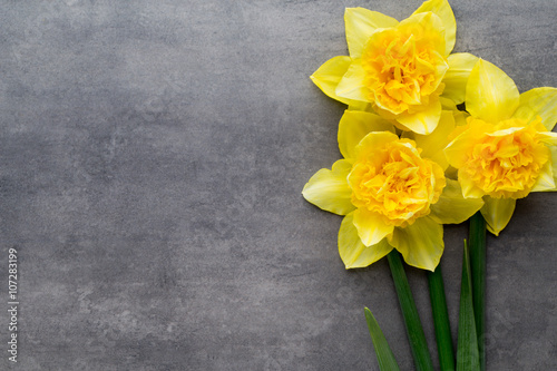 Yellow daffodils on a grey background. Easter greeting card.