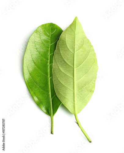 Green leaf