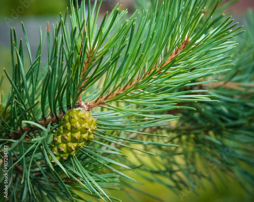 Pine cone on a branch
