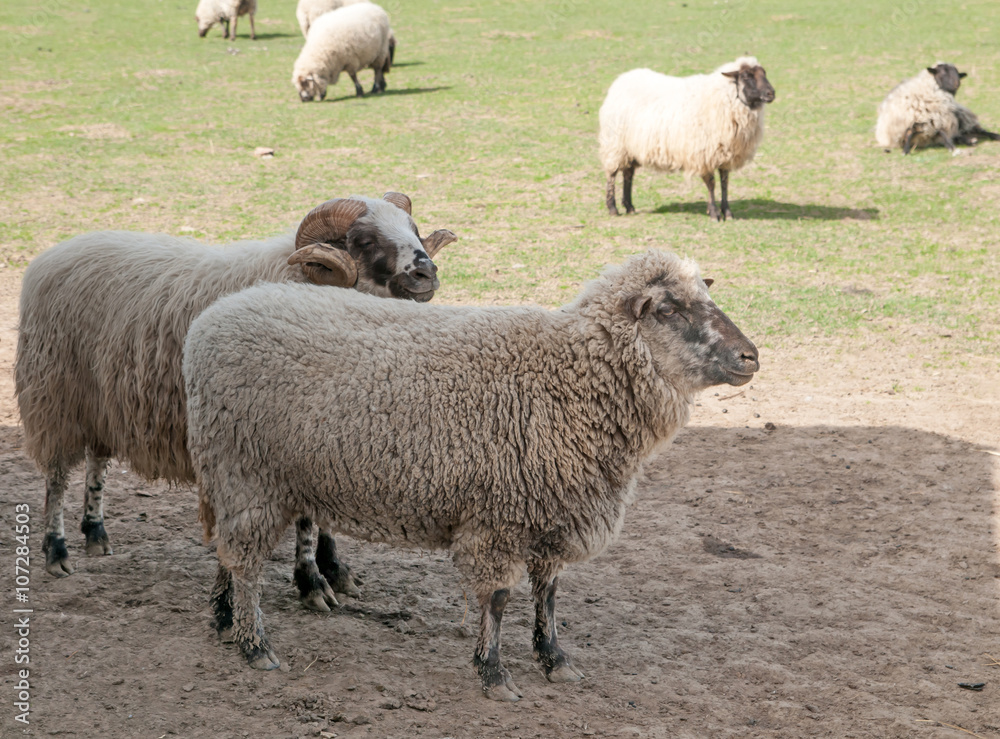 sheeps in meadow