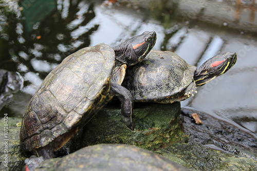 Schildkrötenliebe