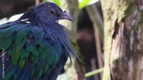 Beautiful Nicobar Pigeon Perched and Observing its Surroundings
