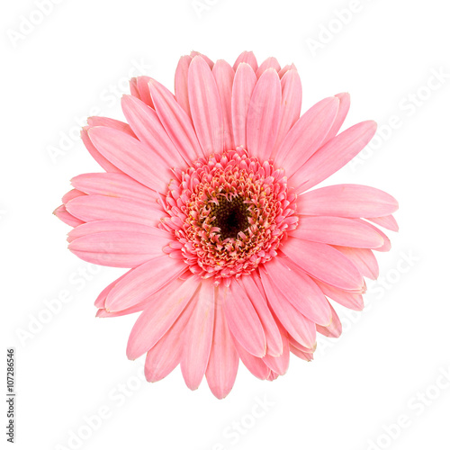 Pink gerbera daisy  isolated on white background
