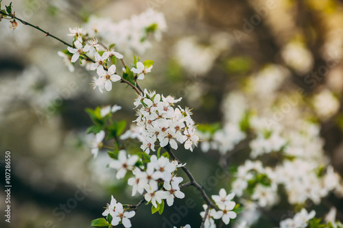 Bunches of plum blossom with white flowers. Early spring concept.