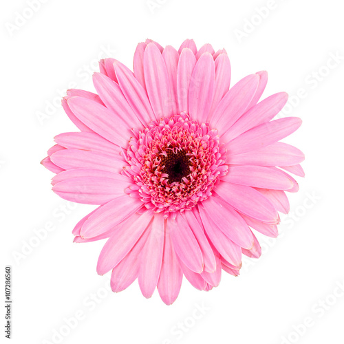 Pink gerbera daisy isolated on white background