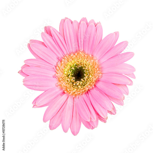 Pink gerbera daisy  isolated on white background