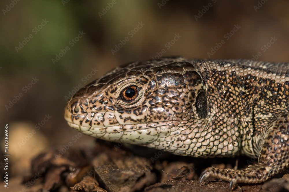 Detail of a Head Basking Sand Lizard (Lacerta agilis) in the Bar Detail of a Head Basking Sand Lizard (Lacerta agilis) in the Bar