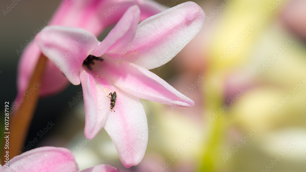 Hyazinthen (Hyacinthus orientalis) im Frühling